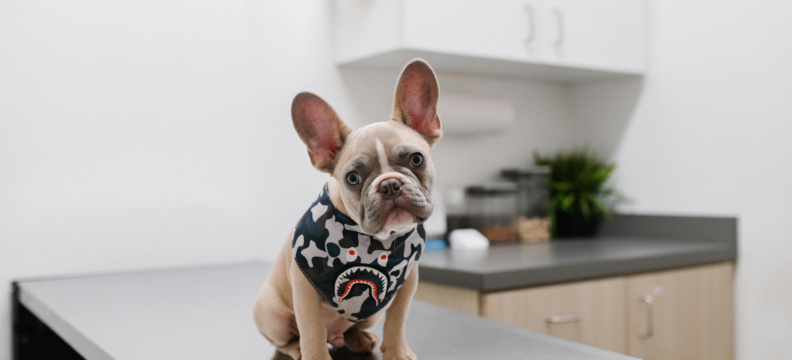 Perro en la mesa de exploración de una clínica veterinaria