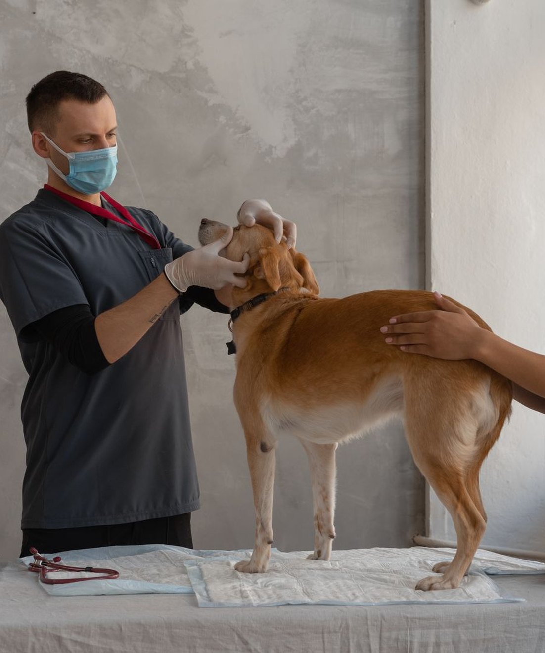 Veterinario y auxiliar explorando a un perro en la clínica