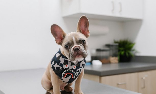 Perro en la mesa de exploración de una clínica veterinaria